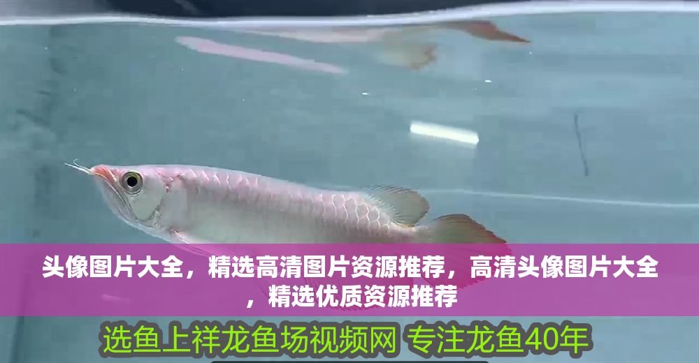 頭像圖片大全,精選高清圖片資源推薦,高清頭像圖片大全,精選優質資源推薦 龍魚百科 第1張 頭像圖片大全,精選高清圖片資源推薦,高清頭像圖片大全,精選優質資源推薦 頭像圖片大全,精選高清圖片資源推薦,高清頭像圖片大全,精選優質資源推薦 龍魚百科 第1張