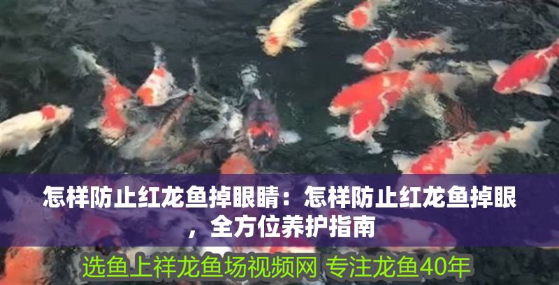 怎樣防止紅龍魚掉眼睛：怎樣防止紅龍魚掉眼，全方位養護指南