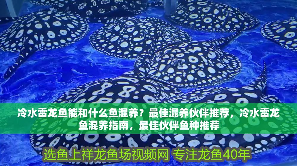 冷水雷龍魚能和什么魚混養(yǎng)？最佳混養(yǎng)伙伴推薦，冷水雷龍魚混養(yǎng)指南，最佳伙伴魚種推薦