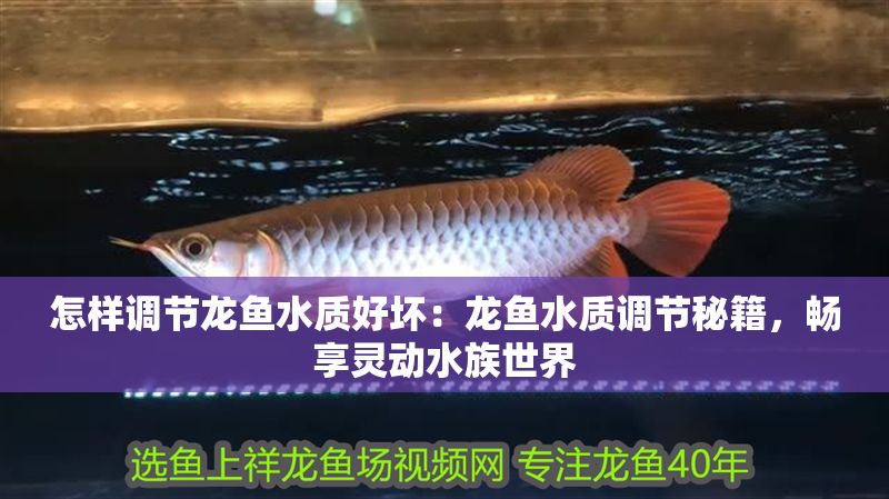 怎樣調節龍魚水質好壞：龍魚水質調節秘籍，暢享靈動水族世界