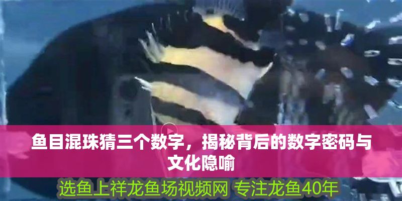 魚目混珠猜三個數字，揭秘背后的數字密碼與文化隱喻