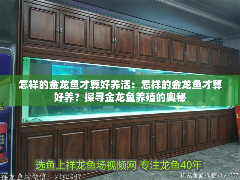 怎樣的金龍魚才算好養活：怎樣的金龍魚才算好養？探尋金龍魚養殖的奧秘