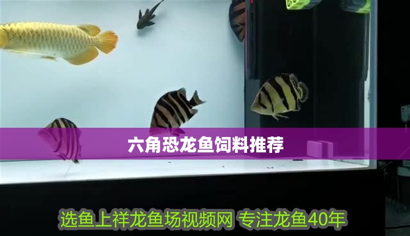 六角恐龍魚飼料推薦