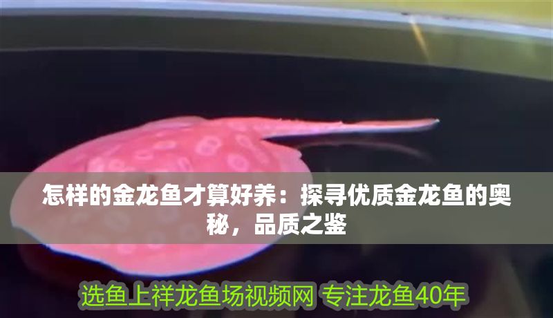 怎樣的金龍魚才算好養：探尋優質金龍魚的奧秘，品質之鑒