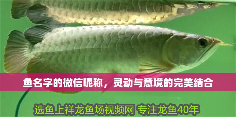 魚名字的微信昵稱，靈動與意境的完美結合