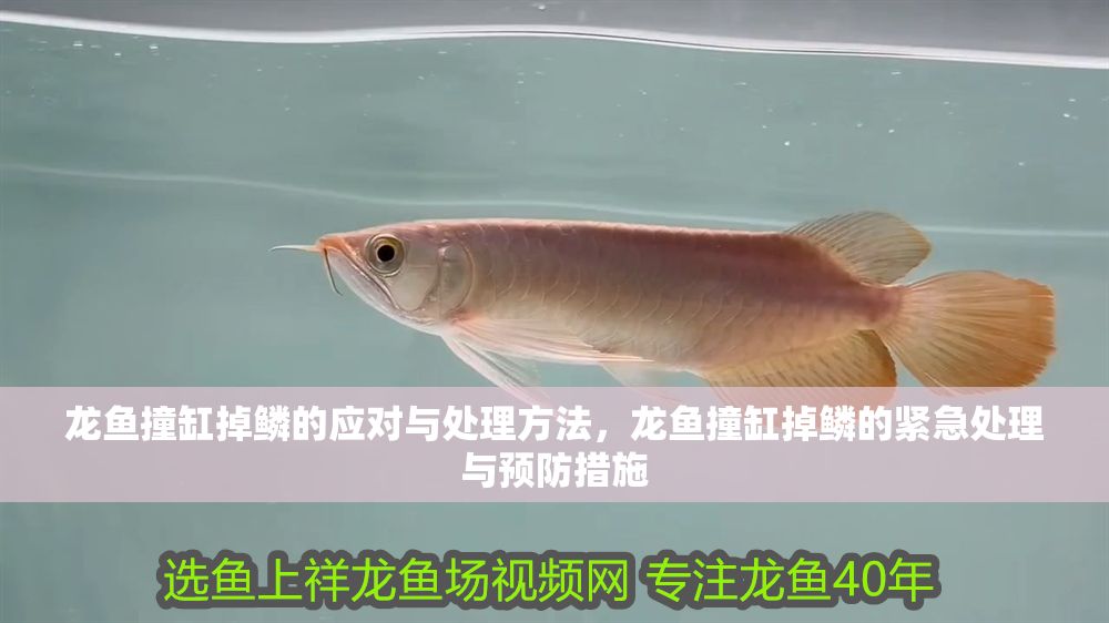 龍魚撞缸掉鱗的應對與處理方法，龍魚撞缸掉鱗的緊急處理與預防措施