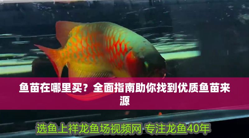 魚苗在哪里買？全面指南助你找到優質魚苗來源 魚苗在哪里買？全面指南助你找到優質魚苗來源 龍魚百科 第1張