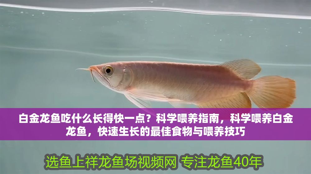 白金龍魚吃什么長得快一點？科學喂養(yǎng)指南，科學喂養(yǎng)白金龍魚，快速生長的最佳食物與喂養(yǎng)技巧