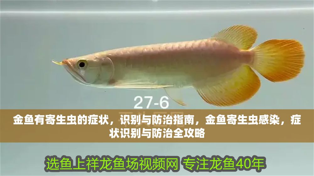 金魚有寄生蟲的癥狀，識別與防治指南，金魚寄生蟲感染，癥狀識別與防治全攻略