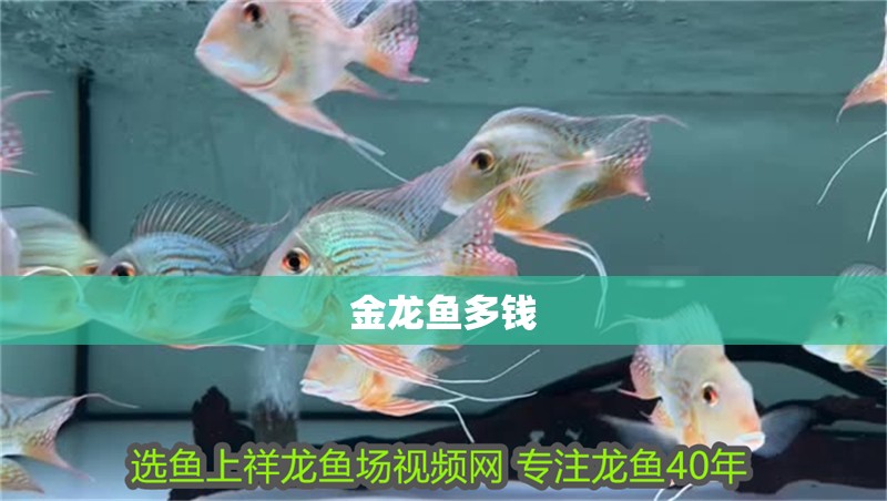 金龍魚多錢