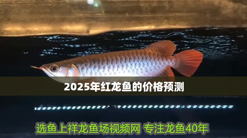 2025年紅龍魚的價格預(yù)測 2025年紅龍魚的價格預(yù)測 龍魚百科