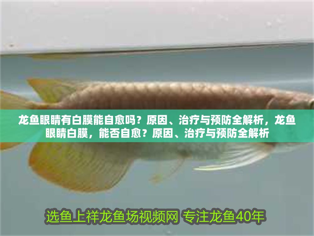 龍魚眼睛有白膜能自愈嗎？原因、治療與預防全解析，龍魚眼睛白膜，能否自愈？原因、治療與預防全解析