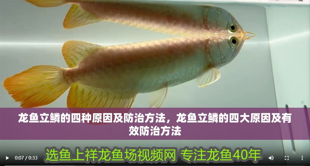 龍魚立鱗的四種原因及防治方法，龍魚立鱗的四大原因及有效防治方法