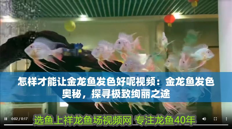 怎樣才能讓金龍魚發色好呢視頻：金龍魚發色奧秘，探尋極致絢麗之途