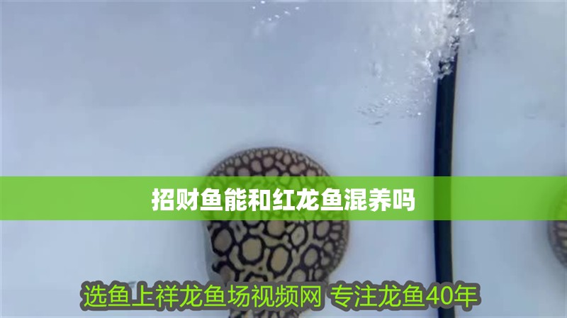 招財魚能和紅龍魚混養嗎