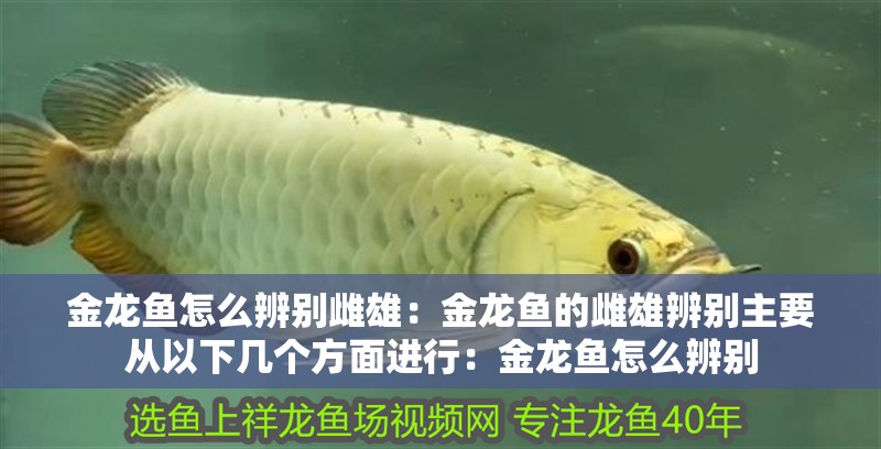 金龍魚怎么辨別雌雄：金龍魚的雌雄辨別主要從以下幾個方面進行：金龍魚怎么辨別