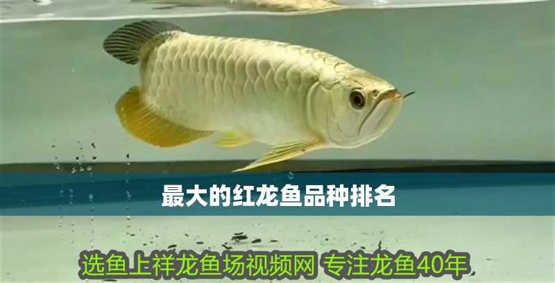 最大的紅龍魚品種排名 最大的紅龍魚品種排名 龍魚百科