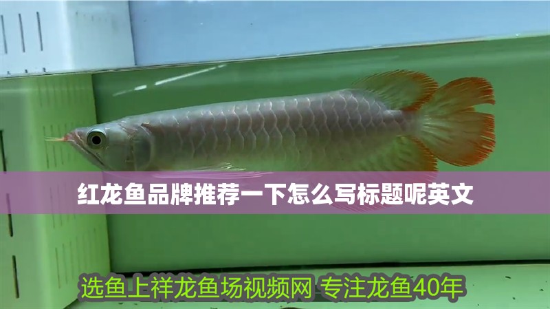 紅龍魚品牌推薦一下怎么寫標題呢英文