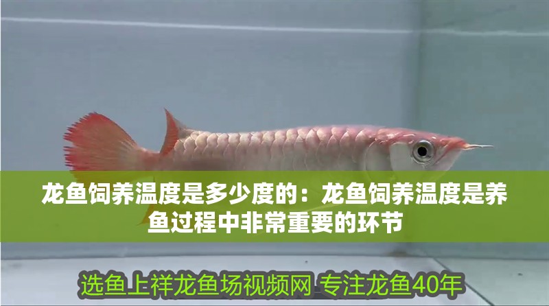 龍魚飼養溫度是多少度的：龍魚飼養溫度是養魚過程中非常重要的環節