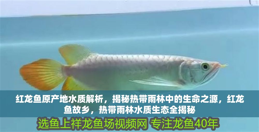 紅龍魚原產(chǎn)地水質(zhì)解析，揭秘?zé)釒в炅种械纳矗t龍魚故鄉(xiāng)，熱帶雨林水質(zhì)生態(tài)全揭秘