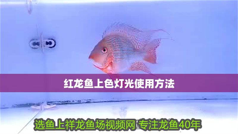紅龍魚上色燈光使用方法
