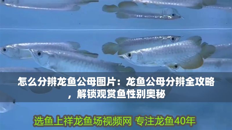 怎么分辨龍魚公母圖片：龍魚公母分辨全攻略，解鎖觀賞魚性別奧秘
