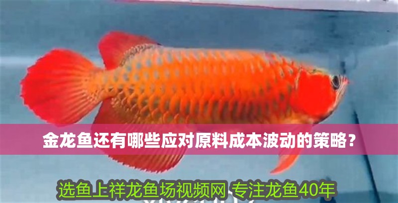金龍魚還有哪些應對原料成本波動的策略？
