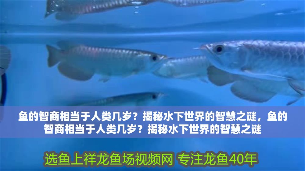 魚的智商相當于人類幾歲？揭秘水下世界的智慧之謎，魚的智商相當于人類幾歲？揭秘水下世界的智慧之謎 魚的智商相當于人類幾歲？揭秘水下世界的智慧之謎，魚的智商相當于人類幾歲？揭秘水下世界的智慧之謎 龍魚百科 第1張