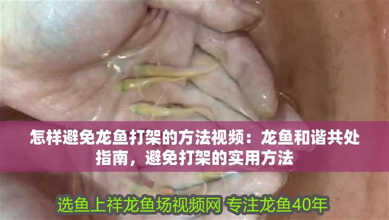 怎樣避免龍魚打架的方法視頻：龍魚和諧共處指南，避免打架的實用方法