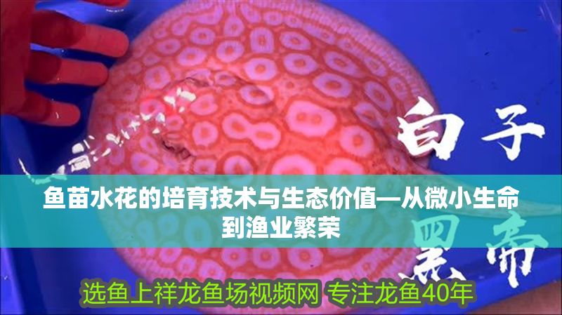 魚苗水花的培育技術與生態價值—從微小生命到漁業繁榮