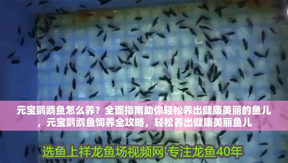 元寶鸚鵡魚怎么養？全面指南助你輕松養出健康美麗的魚兒，元寶鸚鵡魚飼養全攻略，輕松養出健康美麗魚兒