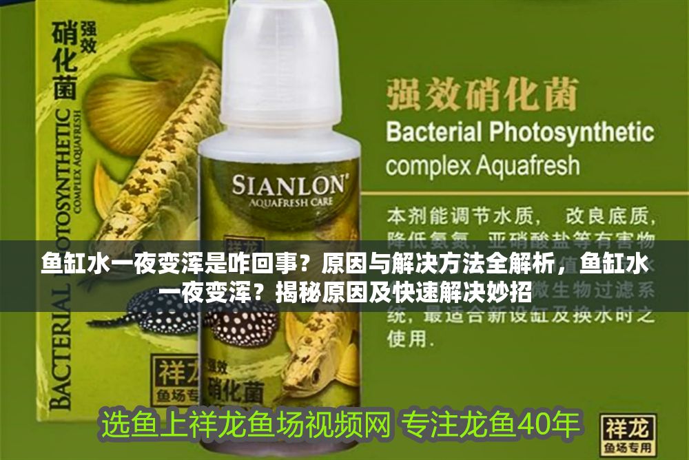 魚缸水一夜變渾是咋回事？原因與解決方法全解析，魚缸水一夜變渾？揭秘原因及快速解決妙招