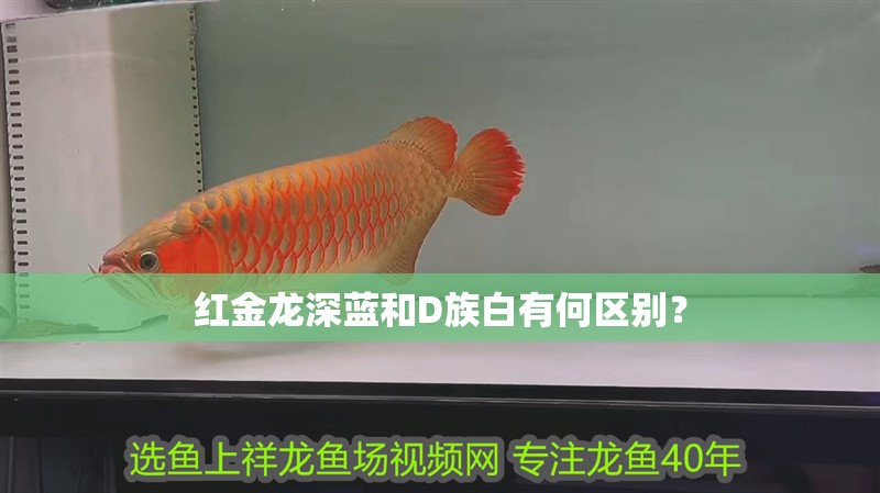 紅金龍深藍(lán)和D族白有何區(qū)別？