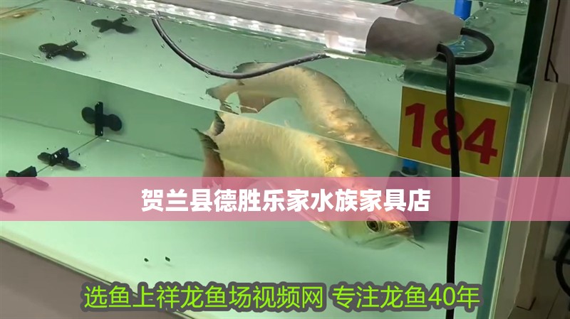 新到家的小虎魚 賀蘭縣德勝樂家水族家具店 全國水族館企業名錄 賀蘭縣德勝樂家水族家具店 賀蘭縣德勝樂家水族家具店 全國水族館企業名錄