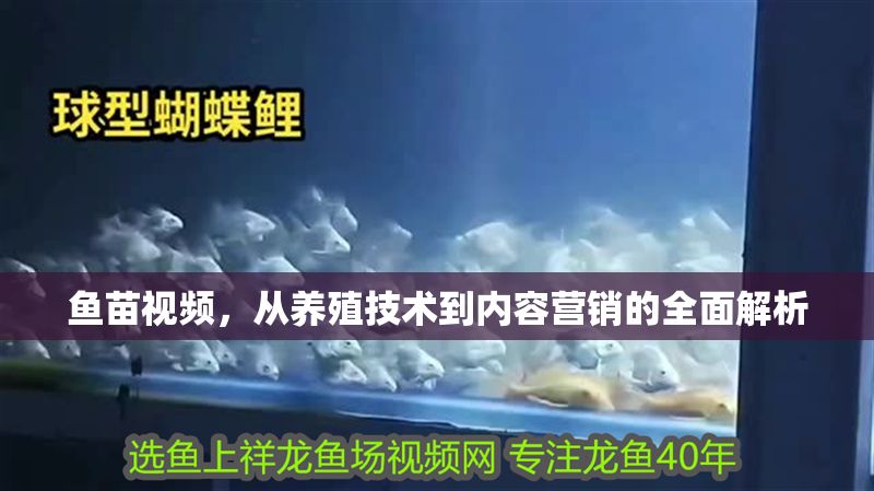 魚苗視頻，從養殖技術到內容營銷的全面解析