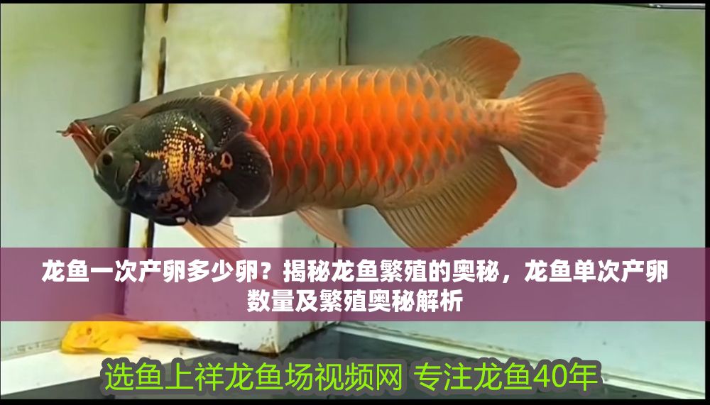龍魚一次產卵多少卵？揭秘龍魚繁殖的奧秘，龍魚單次產卵數量及繁殖奧秘解析