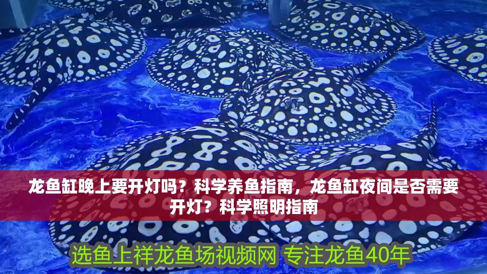 龍魚缸晚上要開燈嗎？科學(xué)養(yǎng)魚指南，龍魚缸夜間是否需要開燈？科學(xué)照明指南