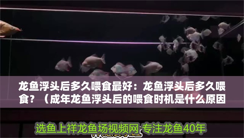 龍魚干蝦有營養嗎 龍魚浮頭后多久喂食最好:龍魚浮頭后多久喂食?(成年龍魚浮頭后的喂食時機是什么原因引起的) 水族問答 龍魚浮頭后多久喂食最好:龍魚浮頭后多久喂食?(成年龍魚浮頭后的喂食時機是什么原因引起的) 龍魚浮頭后多久喂食最好:龍魚浮頭后多久喂食?(成年龍魚浮頭后的喂食時機是什么原因引起的) 水族問答