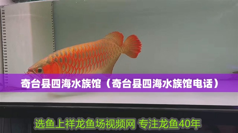 奇臺縣四海水族館（奇臺縣四海水族館電話）