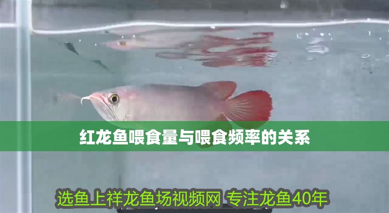 紅龍魚喂食量與喂食頻率的關系