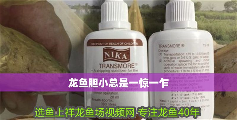 龍魚膽小總是一驚一乍 龍魚膽小總是一驚一乍 龍魚百科 第2張