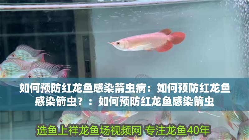 如何預(yù)防紅龍魚感染箭蟲病：如何預(yù)防紅龍魚感染箭蟲？：如何預(yù)防紅龍魚感染箭蟲