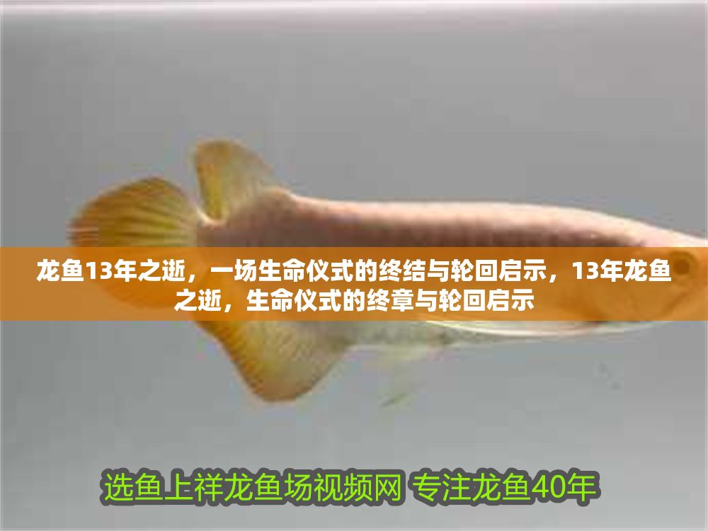 龍魚13年之逝，一場(chǎng)生命儀式的終結(jié)與輪回啟示，13年龍魚之逝，生命儀式的終章與輪回啟示