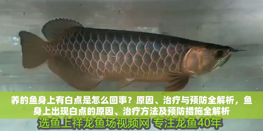 養的魚身上有白點是怎么回事？原因、治療與預防全解析，魚身上出現白點的原因、治療方法及預防措施全解析 養的魚身上有白點是怎么回事？原因、治療與預防全解析，魚身上出現白點的原因、治療方法及預防措施全解析 龍魚常見疾病 第1張