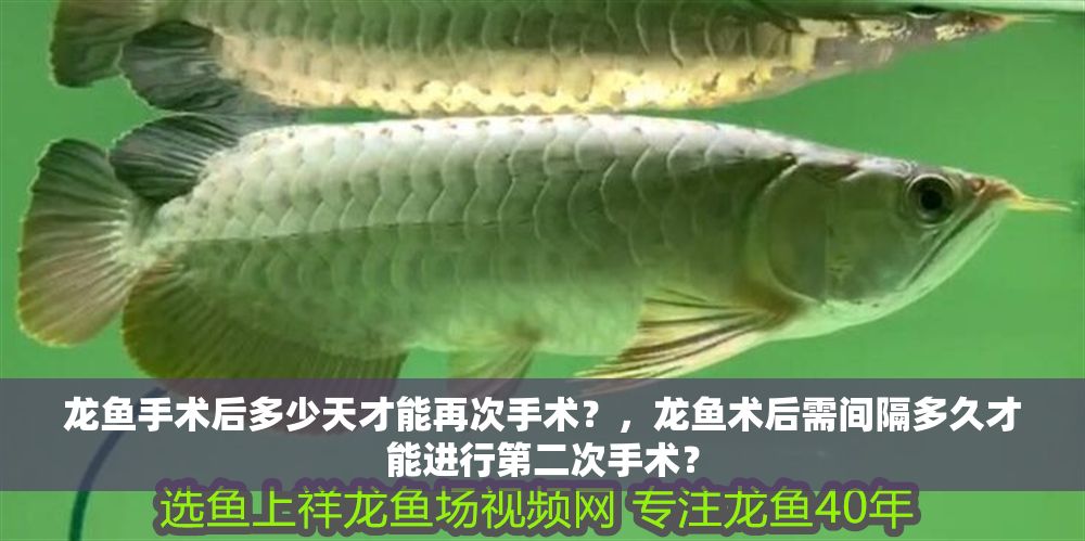 龍魚手術后多少天才能再次手術?,龍魚術后需間隔多久才能進行第二次手術? 龍魚百科 第1張 龍魚手術后多少天才能再次手術?,龍魚術后需間隔多久才能進行第二次手術? 龍魚手術后多少天才能再次手術?,龍魚術后需間隔多久才能進行第二次手術? 龍魚百科 第1張