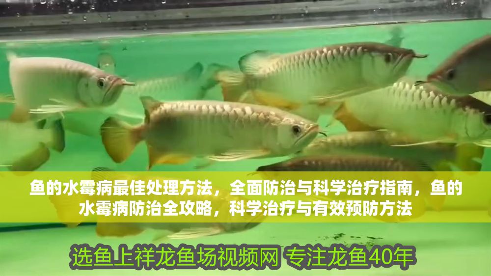 魚的水霉病最佳處理方法，全面防治與科學(xué)治療指南，魚的水霉病防治全攻略，科學(xué)治療與有效預(yù)防方法