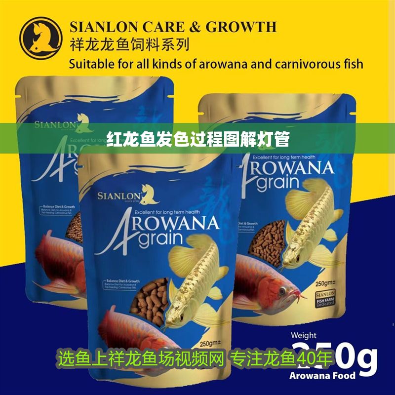 紅龍魚發色過程圖解燈管 紅龍魚發色過程圖解燈管 龍魚百科 第1張