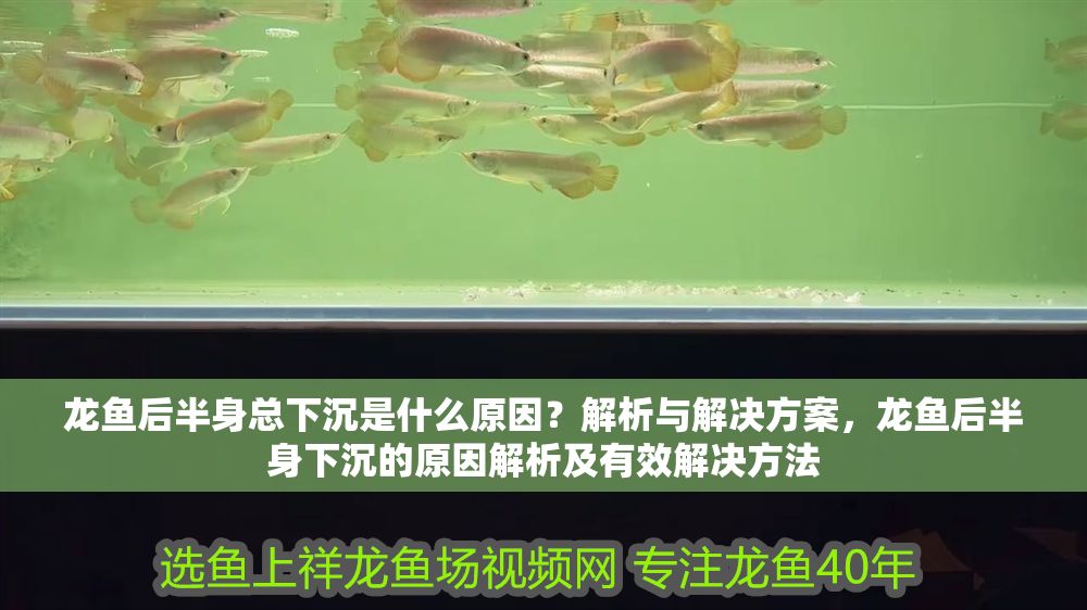 龍魚后半身總下沉是什么原因？解析與解決方案，龍魚后半身下沉的原因解析及有效解決方法