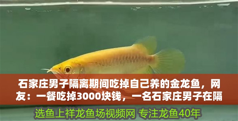 石家莊男子隔離期間吃掉自己養(yǎng)的金龍魚(yú)，網(wǎng)友：一餐吃掉3000塊錢，一名石家莊男子在隔離期間吃掉了自己養(yǎng)的金龍魚(yú)