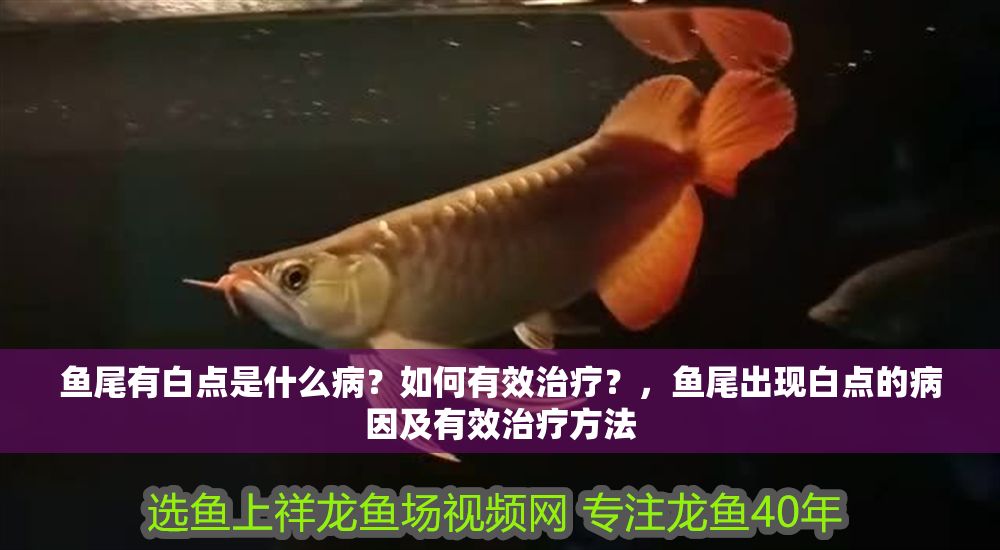 魚尾有白點是什么病？如何有效治療？，魚尾出現白點的病因及有效治療方法